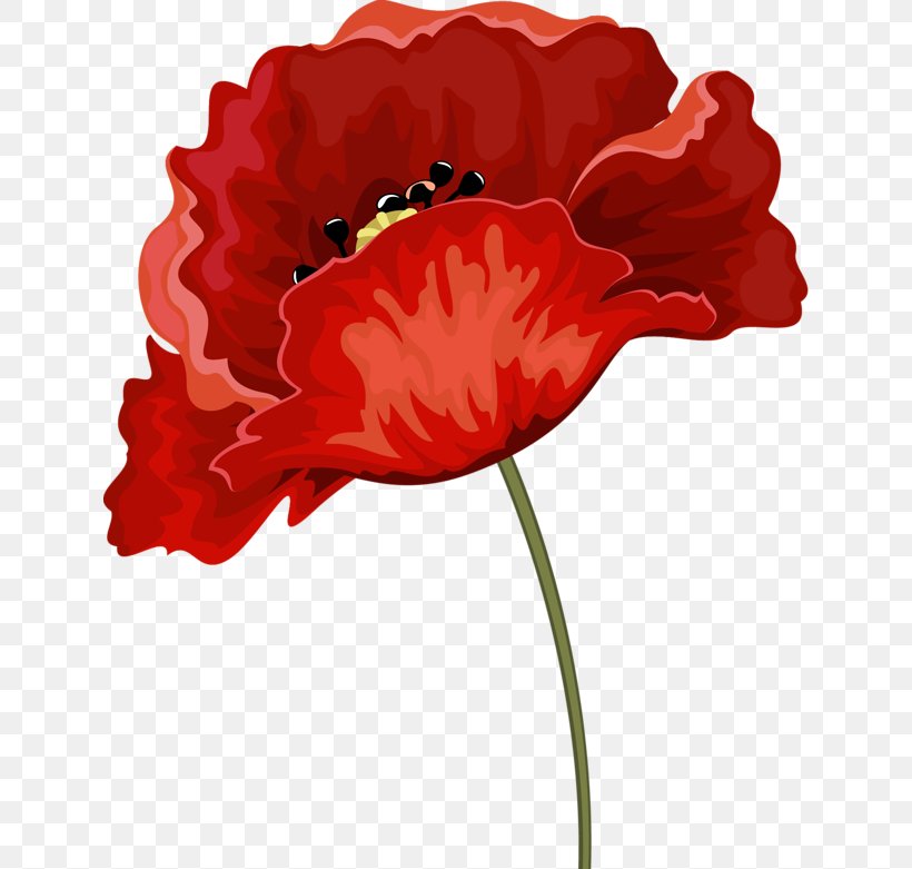 Common Poppy Red Rhododendron Flower, PNG, 634x781px, Poppy, Carnation, Common Poppy, Coquelicot, Cut Flowers Download Free