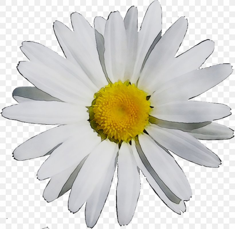 German Chamomile Roman Chamomile Oxeye Daisy Chrysanthemum Distillation, PNG, 1107x1079px, German Chamomile, Annual Plant, Aster, Asterales, Barberton Daisy Download Free