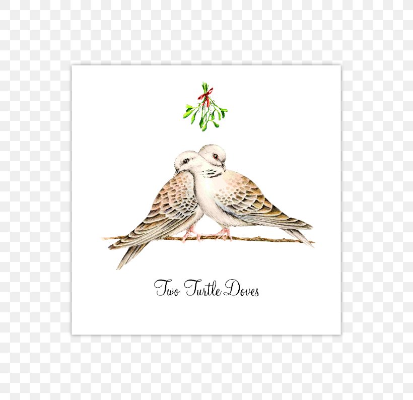 Owl Hawk Feather Beak Falcon, PNG, 559x794px, Owl, Beak, Bird, Bird Of Prey, Branch Download Free