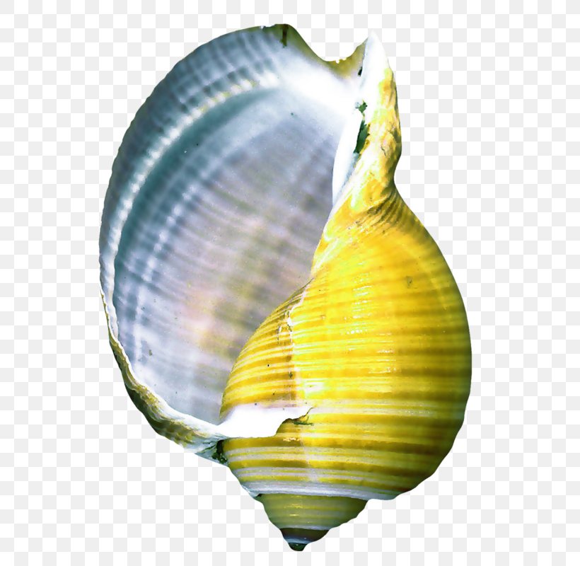 Seashell Conch Information Clip Art, PNG, 593x800px, Seashell, Cockle, Conch, Digital Image, Information Download Free