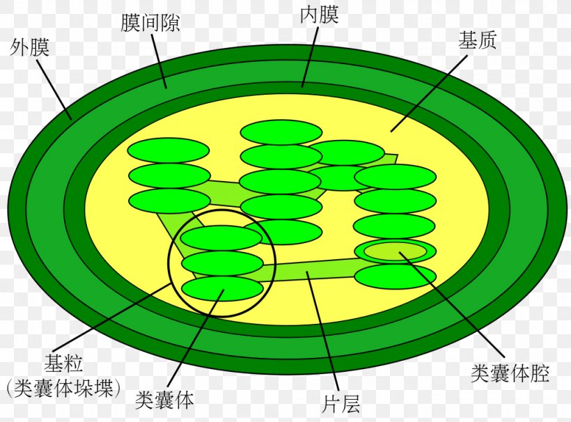 Chloroplast Diagram Cell Thylakoid Light-dependent Reactions, PNG, 1024x757px, Chloroplast, Adenosine Triphosphate, Area, Biological Membrane, Biology Download Free