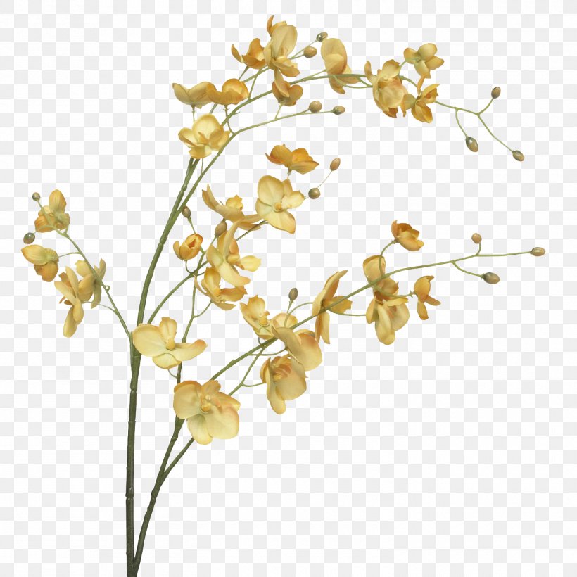Moth Orchids Cut Flowers Plant Stem, PNG, 1500x1500px, Moth Orchids, Blossom, Branch, Cut Flowers, Female Download Free