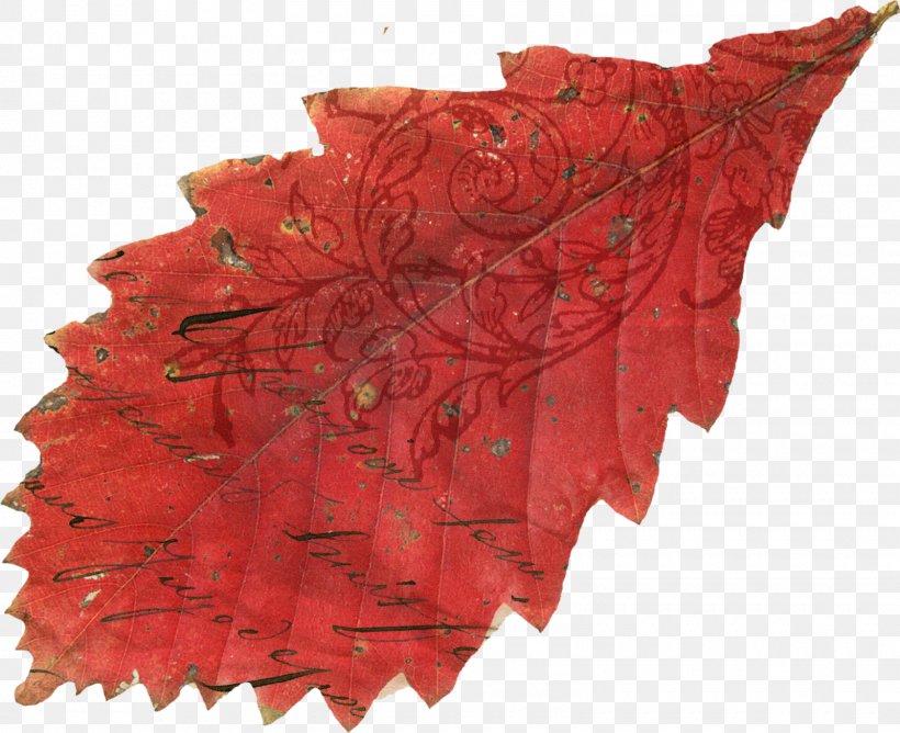 Oak Leaf Cluster Northern Red Oak Autumn, PNG, 1600x1305px, Leaf, Autumn, Digital Image, Flower, Maple Leaf Download Free