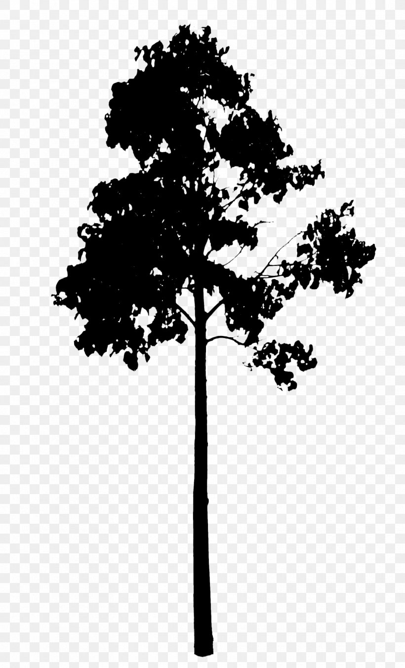 Pine Line Silhouette Leaf Sky, PNG, 1825x3010px, Pine, American Larch, Blackandwhite, Branching, Leaf Download Free
