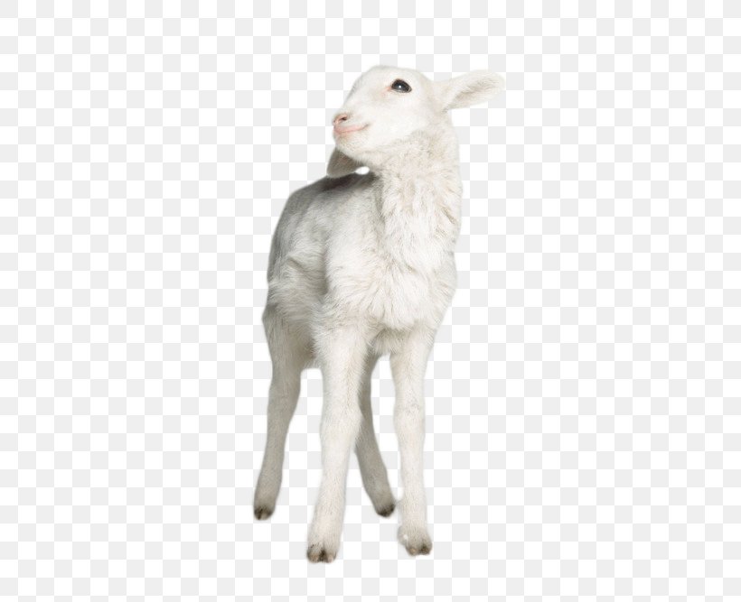 Sheep Goat Lamb Nutsdier Animal, PNG, 500x667px, Sheep, Alpaca, Animal, Cattle Like Mammal, Cow Goat Family Download Free