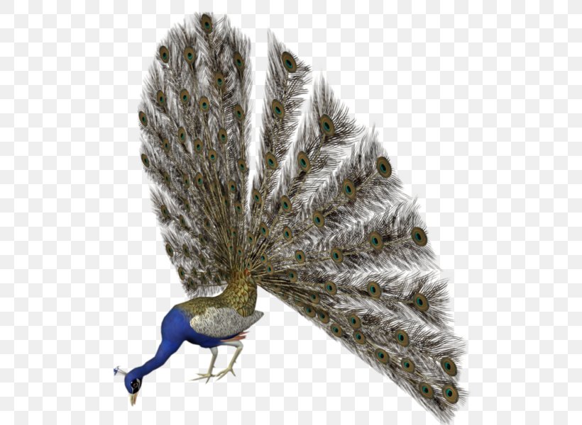 Asiatic Peafowl Bird Animation, PNG, 600x600px, Asiatic Peafowl, Animation, Beak, Bird, Drawing Download Free