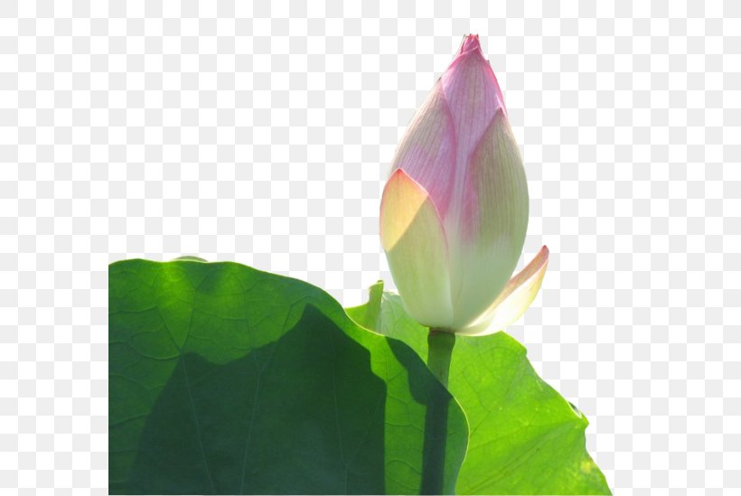Bud Leaf Clip Art, PNG, 580x549px, Bud, Aquatic Plant, Flower, Flowering Plant, Green Download Free