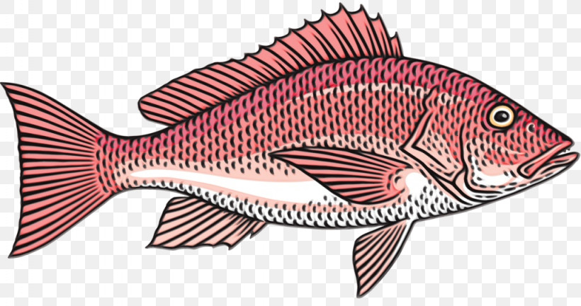 Fish Fish Snapper Fish Products Red Snapper, PNG, 1024x540px, Watercolor, Bonyfish, Fish, Fish Products, Paint Download Free