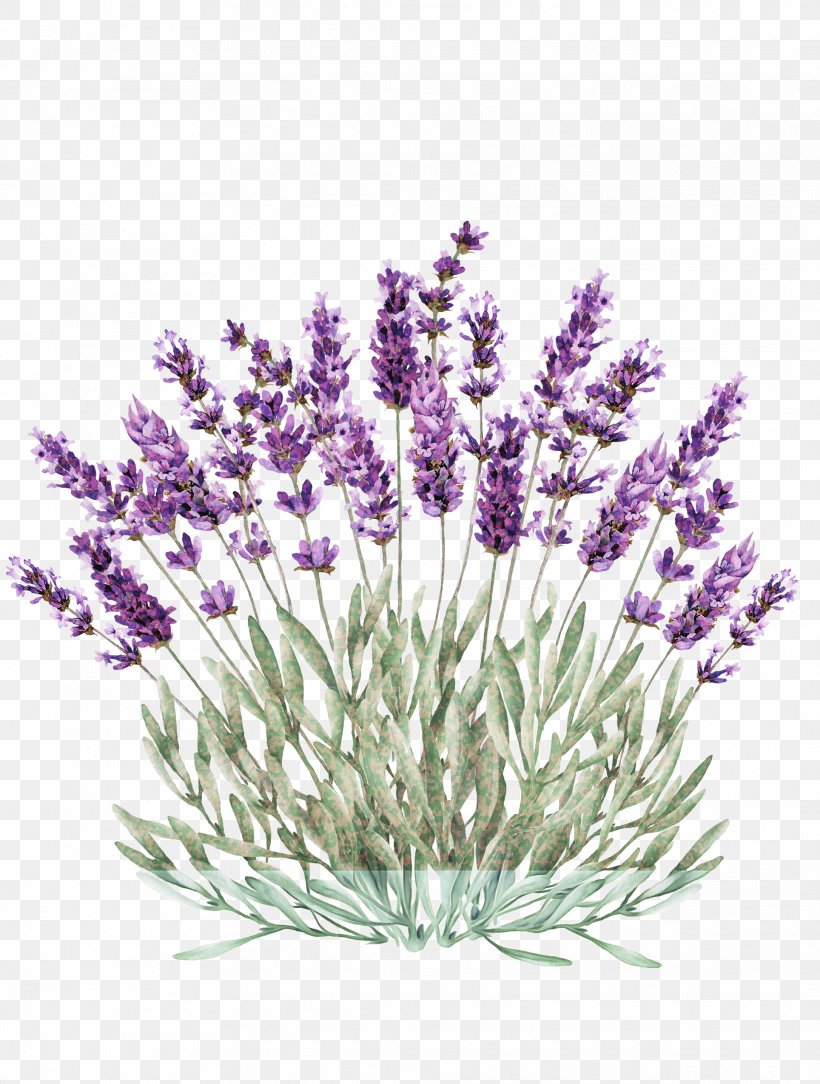 Lavender, PNG, 1928x2550px, Flower, English Lavender, Flowering Plant, French Lavender, Grass Download Free