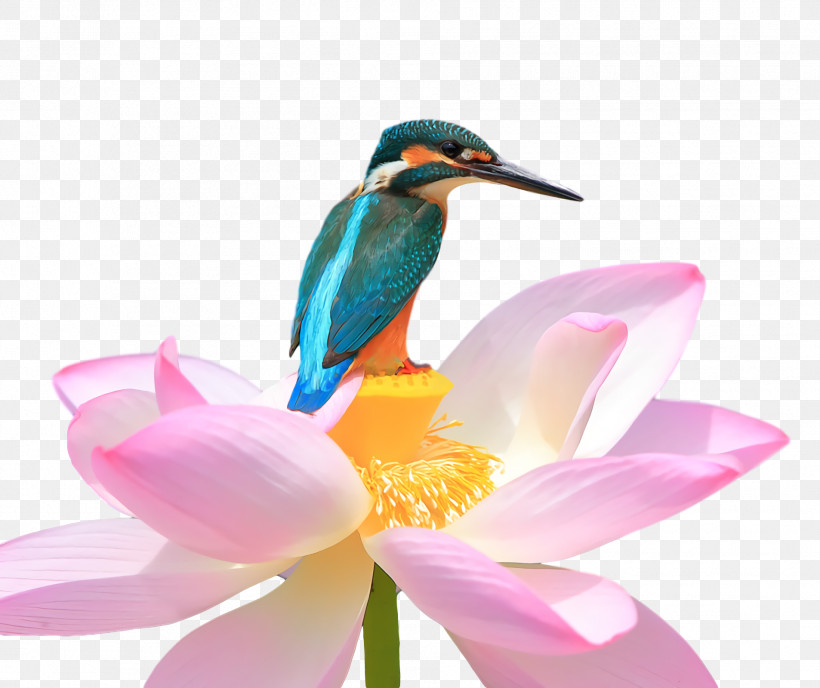 Lotus Flower Summer Flower, PNG, 1906x1600px, Lotus Flower, Beak, Hummingbirds, Summer Flower Download Free