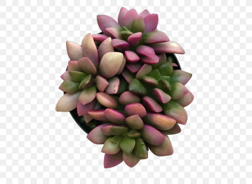 Succulent Plant Cactus Haworthia Turgida Plants, PNG, 600x600px, Succulent Plant, Art, Cactus, Cut Flowers, Discovery Download Free