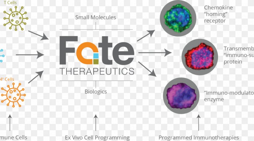 Cell Fate Therapeutics Function Biology, PNG, 1038x576px, Cell, Biology, Board Of Directors, Brand, Diagram Download Free