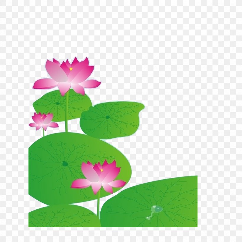 Nelumbo Nucifera Petal Leaf Lotus Effect, PNG, 1181x1181px, Nelumbo Nucifera, Aquatic Plant, Flora, Flower, Flowering Plant Download Free