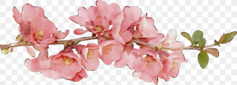 Cherry Blossom, PNG, 1536x551px, Watercolor, Blossom, Cherry Blossom, Cut Flowers, Flower Download Free
