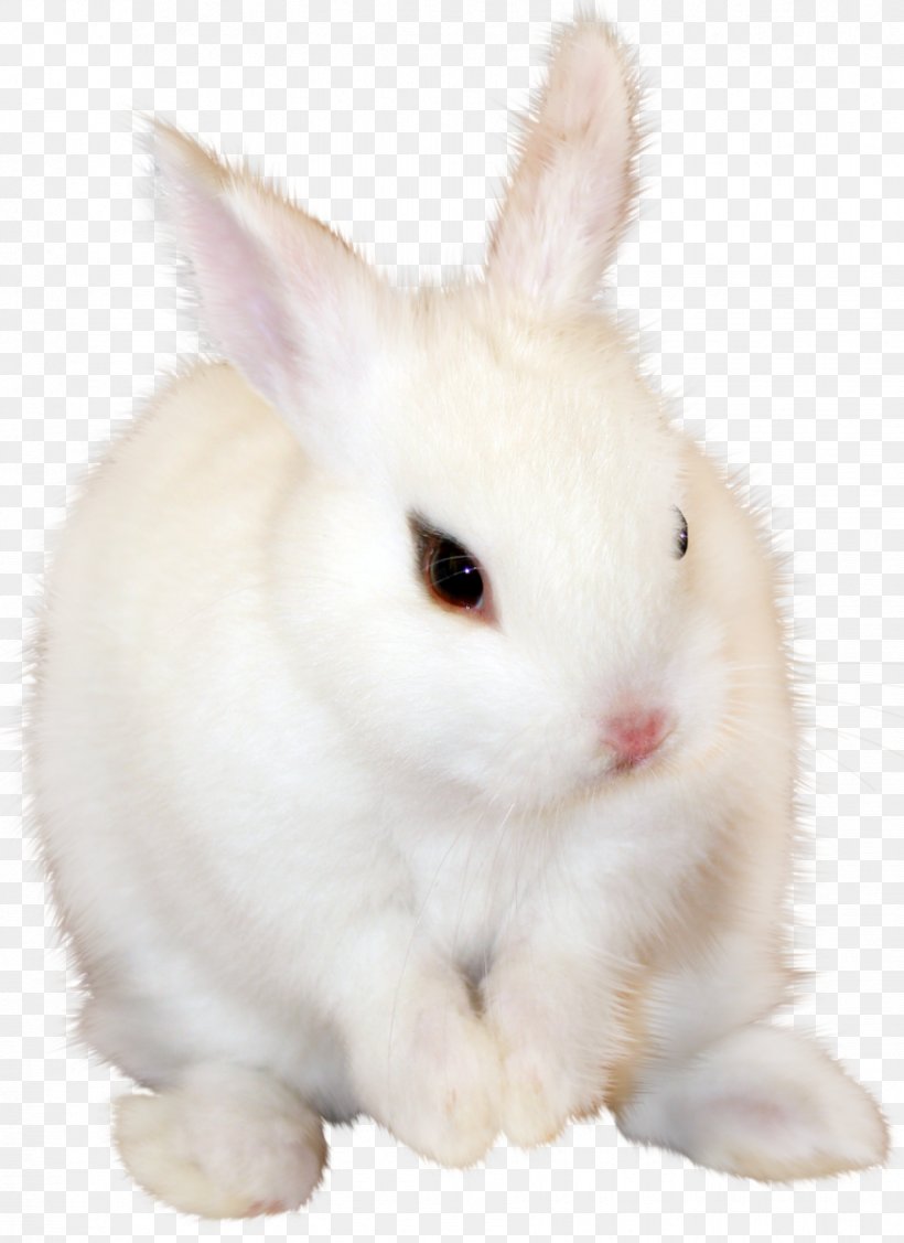 Domestic Rabbit Wikia, PNG, 876x1204px, Rabbit, Animal, Concepteur, Domestic Rabbit, Fauna Download Free