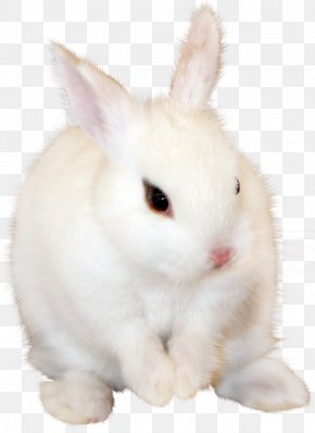 white rabbit transparent png
