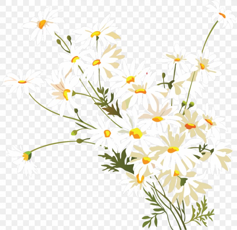 Drawing Of Family, PNG, 1115x1080px, Common Daisy, Branch, Camomile, Chamomile, Chrysanthemum Download Free