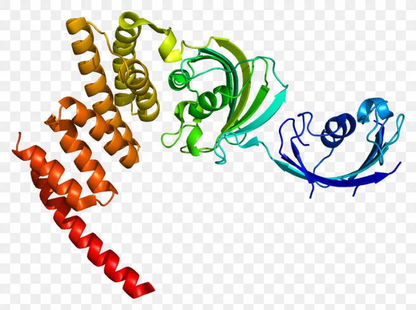 FKBP5 Tacrolimus Protein Sirolimus, PNG, 923x689px, Fkbp, Area, Biology, Chaperone, Gene Download Free