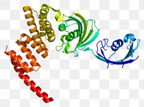 FKBP5 Tacrolimus Protein Sirolimus PNG