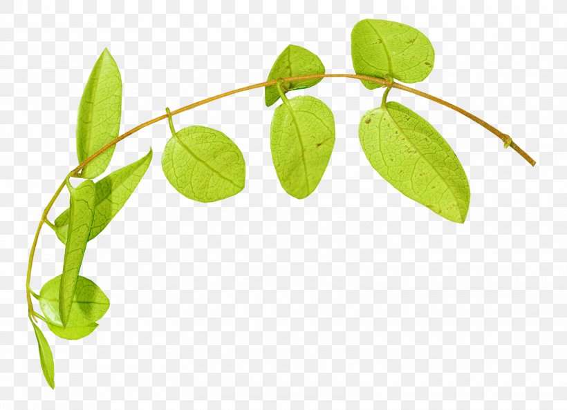 Leaf Plant Stem Herbaceous Plant, PNG, 1600x1160px, Leaf, Blog, Branch, Crochet, Description Download Free