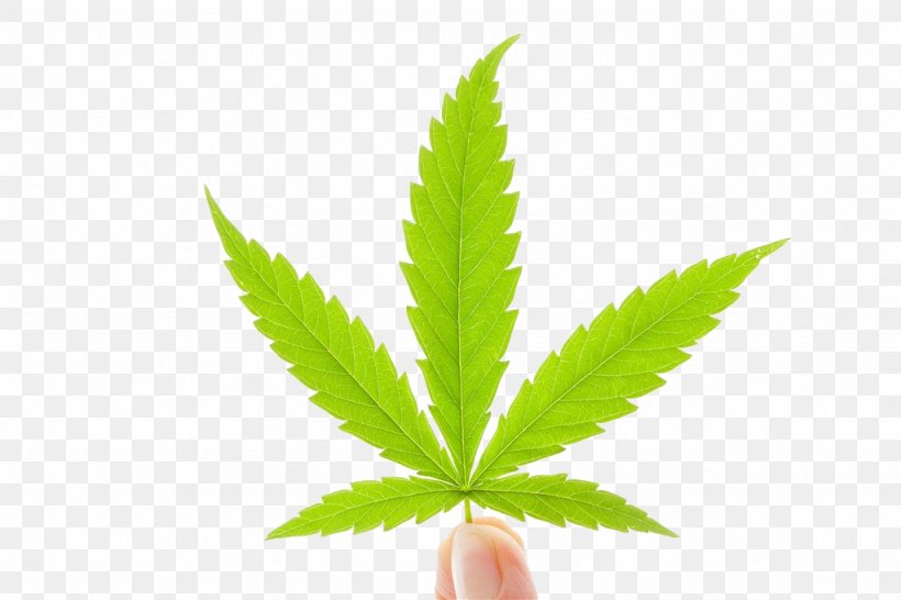 Medical Cannabis Hemp Milk Cannabis Industry, PNG, 1024x682px, Cannabis, American Academy Of Neurology, Cannabis Industry, Drug, Grass Download Free