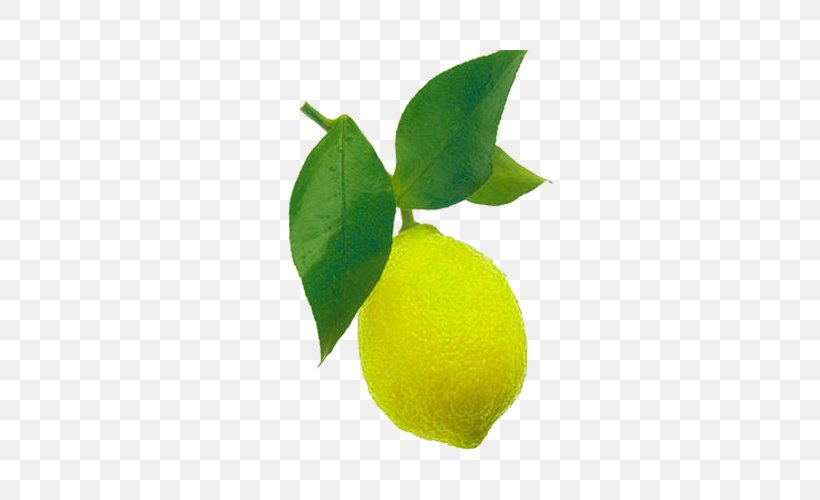 Sweet Lemon Persian Lime Key Lime Leaf, PNG, 500x500px, Lemon, Citric Acid, Citron, Citrus, Food Download Free