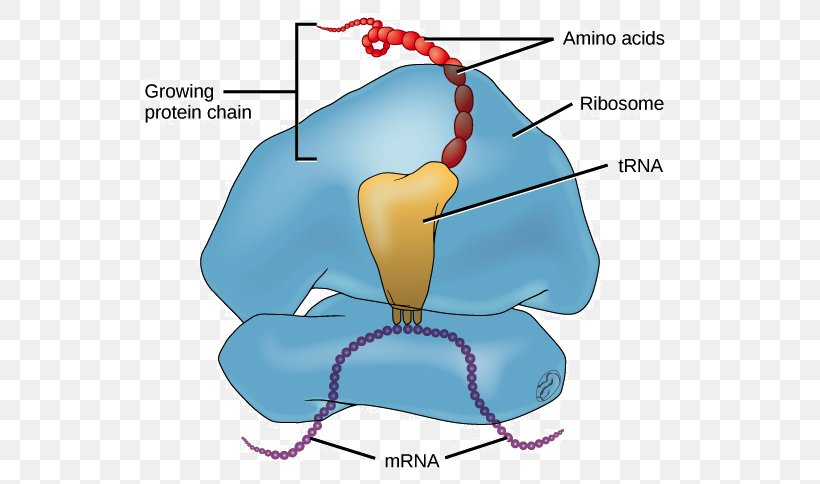Translation DNA Messenger RNA Molecule, PNG, 543x484px, Watercolor, Cartoon, Flower, Frame, Heart Download Free