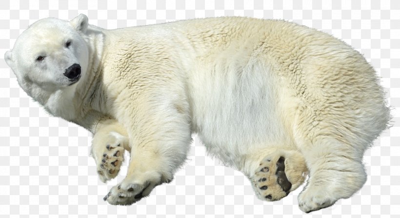 Arctic Polar Bear Polar Bear Care Animal, PNG, 960x524px, Polar Bear, Animal, Animal Figure, Arctic, Arctic Polar Bear Download Free