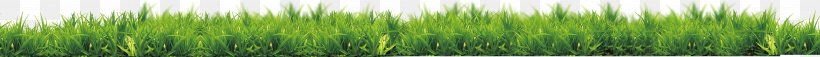 Grasses Green Leaf Plant Stem Tree, PNG, 5147x364px, Grasses, Family, Grass, Grass Family, Green Download Free