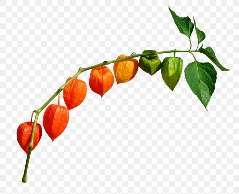 Peruvian Groundcherry Chili Pepper Chinese Lantern Clip Art, PNG, 800x664px, Peruvian Groundcherry, Bell Peppers And Chili Peppers, Branch, Cherry, Chili Pepper Download Free