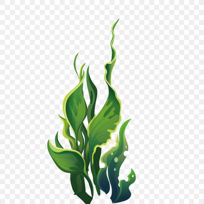 Aquatic Plant Algae, PNG, 1000x1000px, Aquatic Plant, Algae, Animation, Branch, Cartoon Download Free