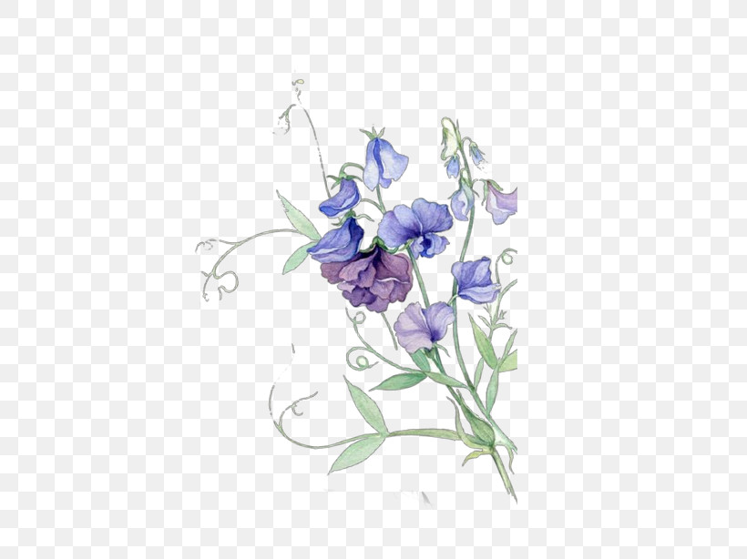 Flower Plant Violet Purple Sweet Pea, PNG, 602x614px, Flower, Bellflower, Bellflower Family, Harebell, Plant Download Free