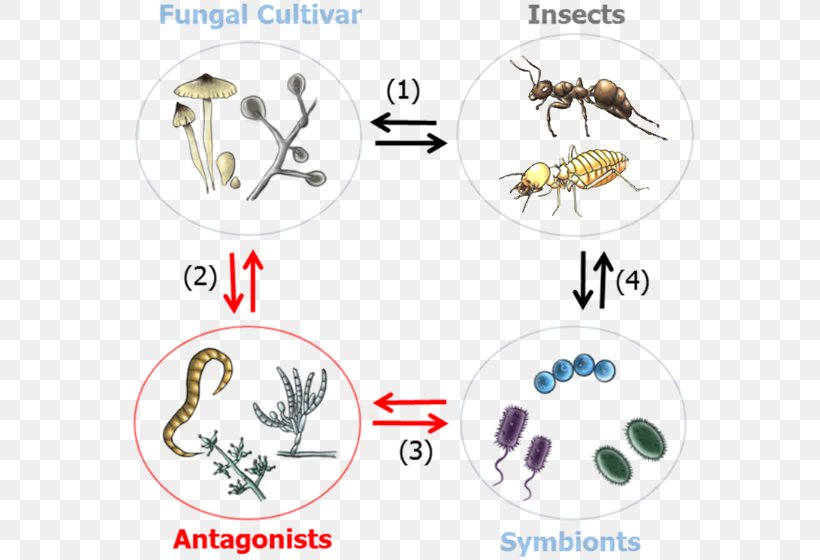 Insect Symbiosis Insect-Plant Interactions Microorganism, PNG, 573x560px, Insect, Aphid, Bacteria, Body Jewelry, Endosymbiont Download Free