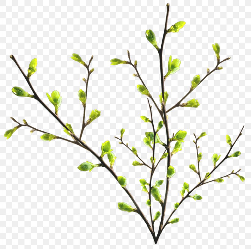 Twig Branch Tree Leaf, PNG, 1024x1015px, Twig, Branch, Flora, Flower, Flowering Plant Download Free