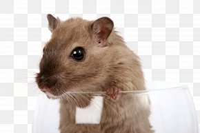 Rat & Mouse - Gerbil Rat Mouse Rodent Pest Control PNG