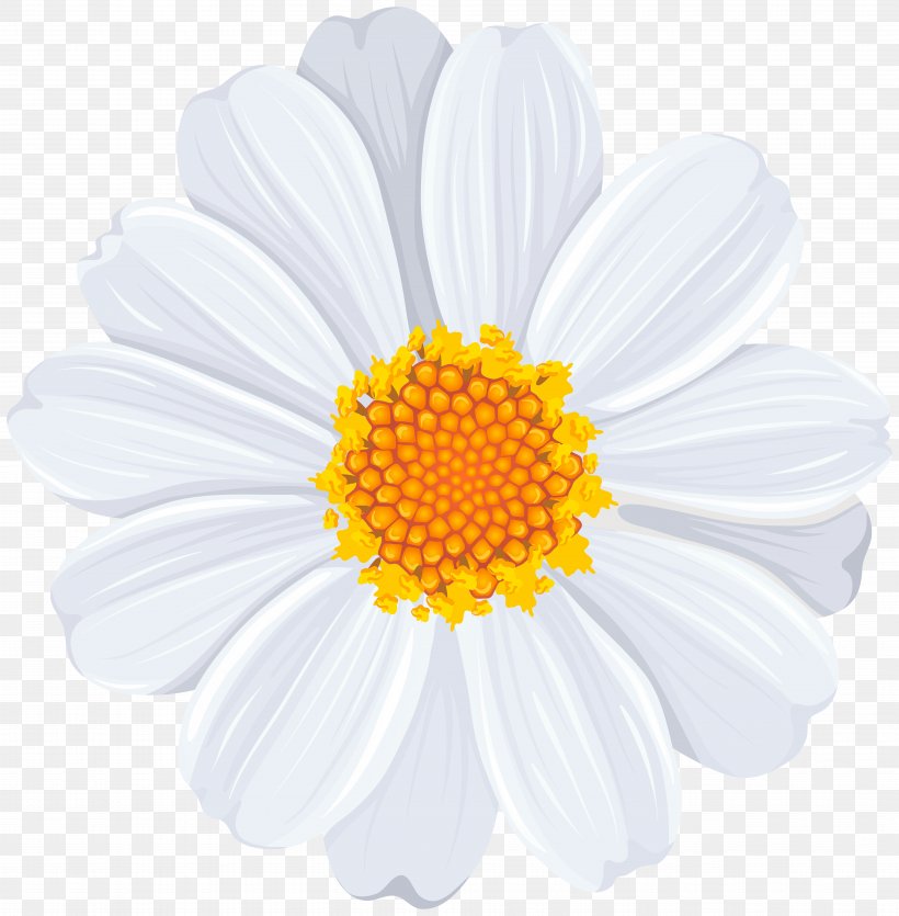 Roman Chamomile Flower Oxeye Daisy Daisy Family Chrysanthemum, PNG, 7847x8000px, Roman Chamomile, Argyranthemum Frutescens, Chamaemelum, Chamaemelum Nobile, Chrysanthemum Download Free
