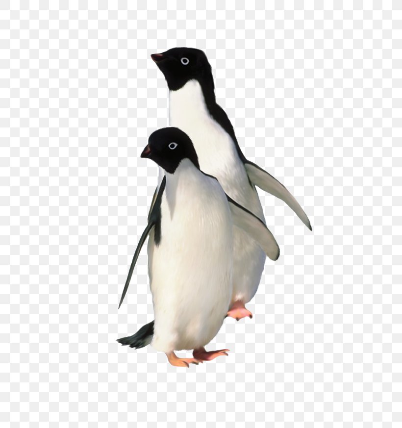 Antarctica Emperor Penguin King Penguin, PNG, 760x873px, Antarctica, Adxe9lie Penguin, Animal, Antarctic, Aptenodytes Download Free