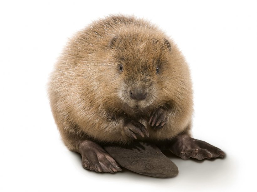 Beaver Rodent Clip Art, PNG, 1600x1200px, Beaver, Dam, Fauna, Fur, Mammal Download Free