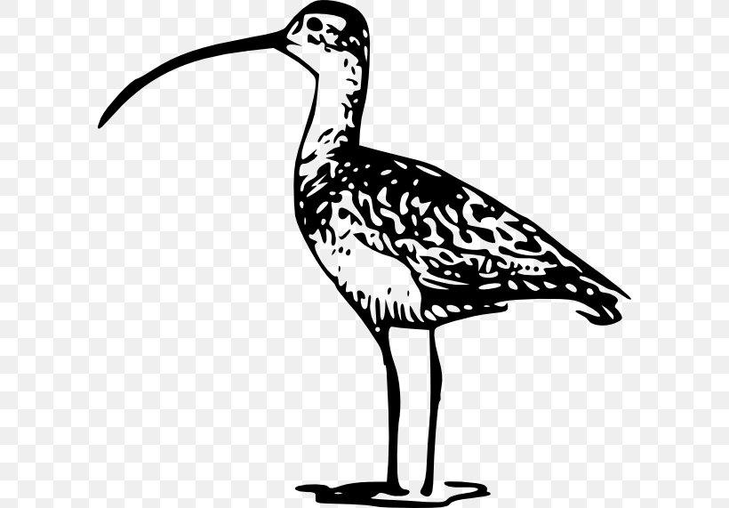 Bird Long-billed Curlew Beak Eurasian Curlew Clip Art, PNG, 600x571px, Bird, Artwork, Beak, Bird Nest, Black And White Download Free