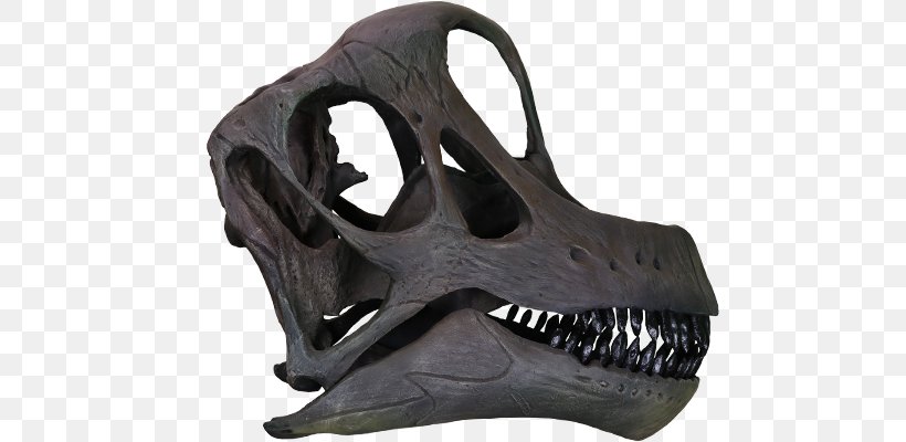 Brachiosaurus Giraffatitan Morrison Formation Europasaurus Reptile, PNG, 800x400px, Brachiosaurus, Bone, Dinosaur, Europasaurus, Giraffatitan Download Free