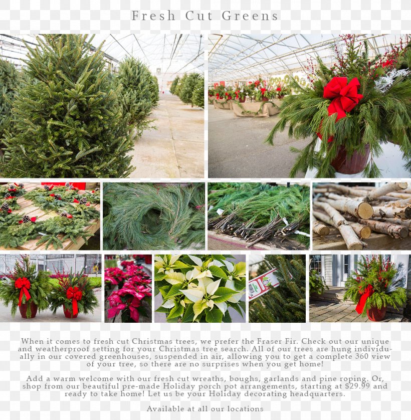 Flowerpot Tree Houseplant Evergreen, PNG, 980x1002px, Flowerpot, Christmas Decoration, Cut Flowers, Evergreen, Flora Download Free