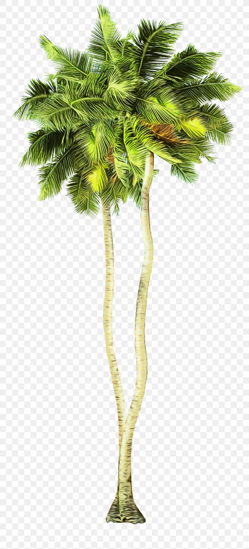 Palm Tree, PNG, 1116x2456px, Watercolor, Arecales, Branch, Flower, Leaf Download Free