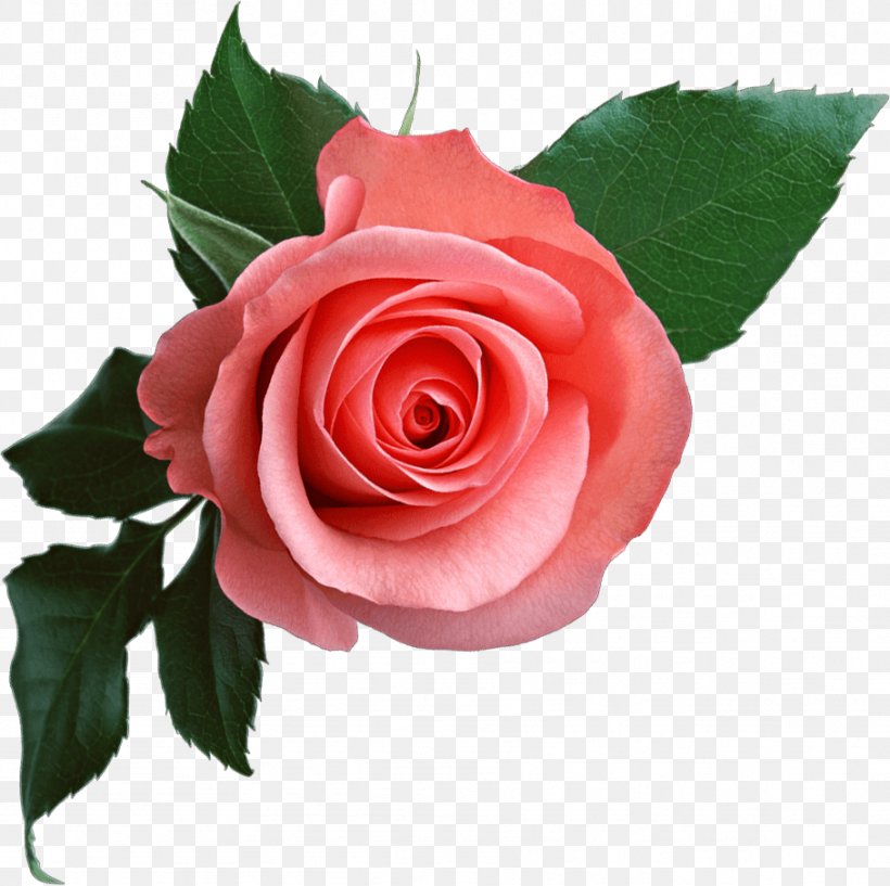 Rose Clip Art, PNG, 909x906px, Rose, Artificial Flower, Camellia, China Rose, Cut Flowers Download Free
