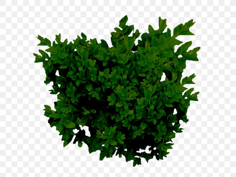 Subshrub Tree Green Chomikuj.pl, PNG, 600x614px, Shrub, Chomikujpl, Coat Of Arms, Evergreen, Flower Download Free