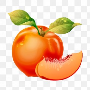 Dainty - Vector Graphics Peach Melba Clip Art Openclipart PNG