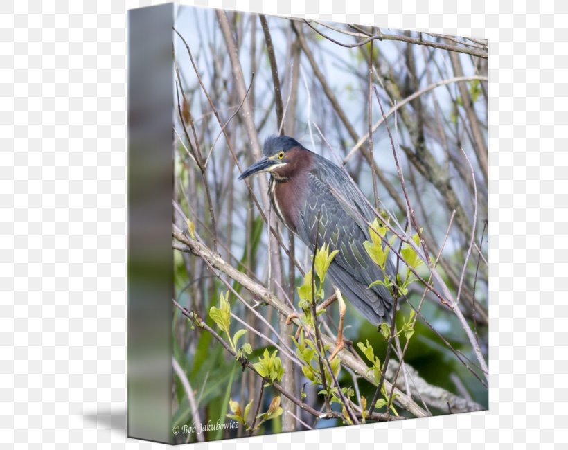 Green Heron Beak Gallery Wrap Wren, PNG, 606x650px, Green Heron, Art, Beak, Bird, Branch Download Free