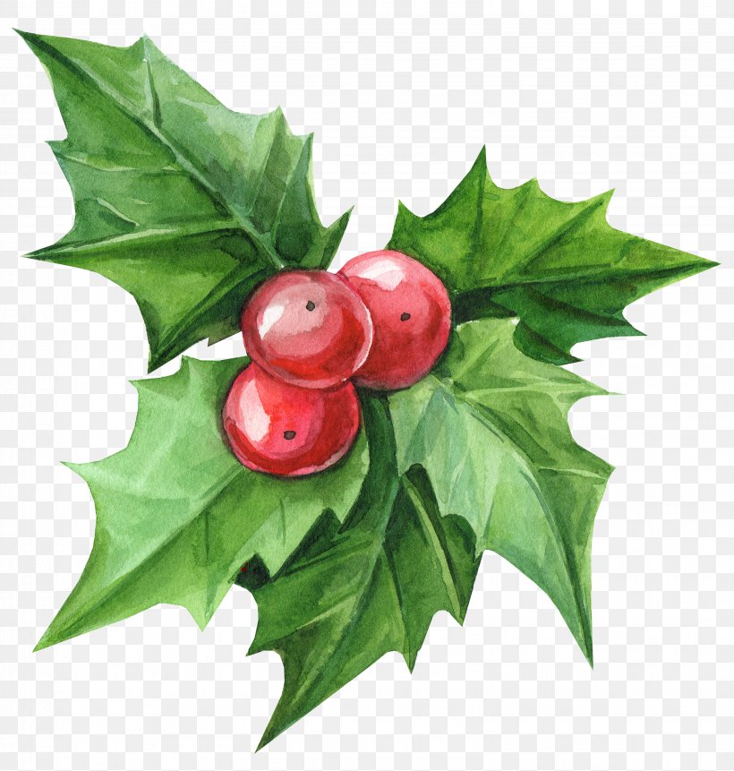 Holly, PNG, 3061x3217px, Leaf, Branch, Flower, Holly, Plane Download Free