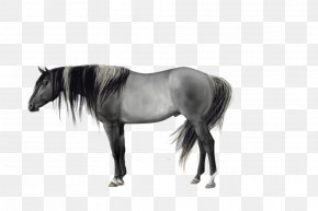 Quarter Horse - Mane Mustang Stallion Pony Mare PNG
