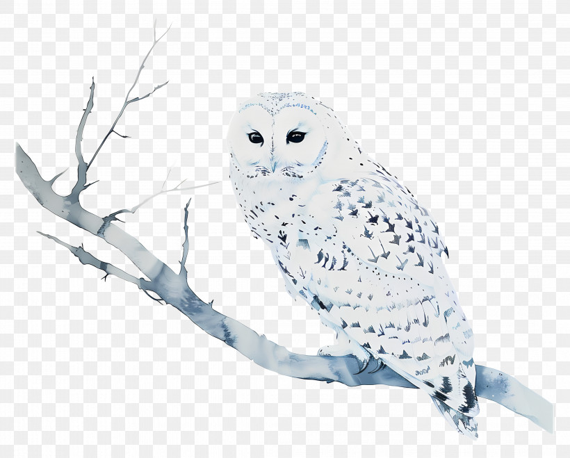 Owl - Snowy Owl On Branch PNG