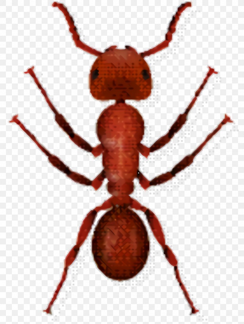 Ant Cartoon, PNG, 1116x1480px, Ant, Ant Colony, Arachnid, Insect, Parasite Download Free